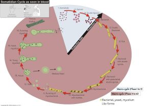 Ciclo completo nel sangue