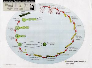 Ciclo completo in coltura